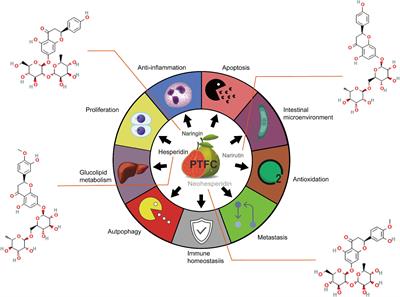 The new exploration of pure total flavonoids extracted from Citrus maxima (Burm.) Merr. as a new therapeutic agent to bring health benefits for people